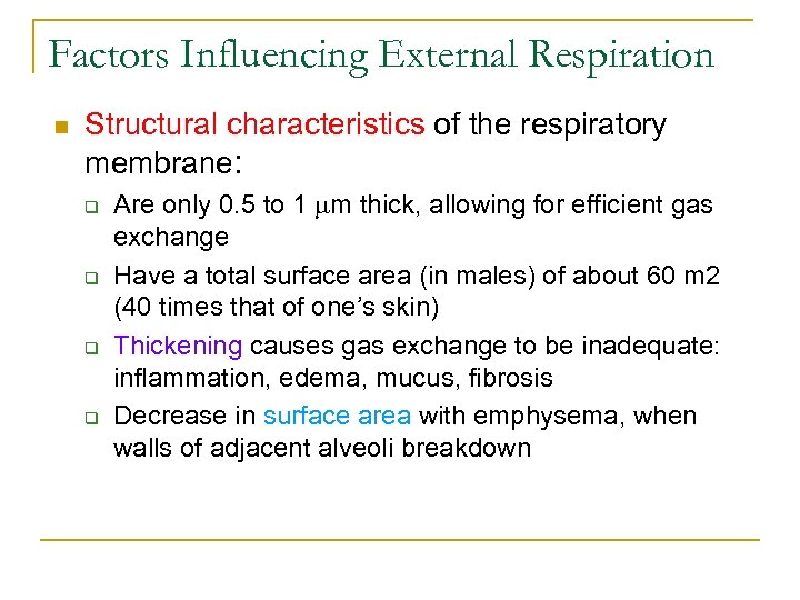 Factors Influencing External Respiration n Structural characteristics of the respiratory membrane: q q Are