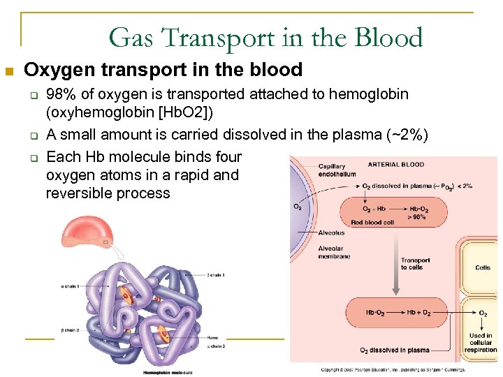 Gas Transport in the Blood n Oxygen transport in the blood q q q