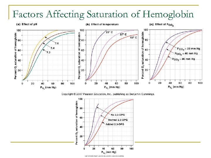 Factors Affecting Saturation of Hemoglobin 