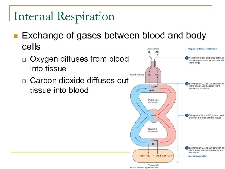 Internal Respiration n Exchange of gases between blood and body cells q q Oxygen