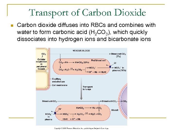 Transport of Carbon Dioxide n Carbon dioxide diffuses into RBCs and combines with water