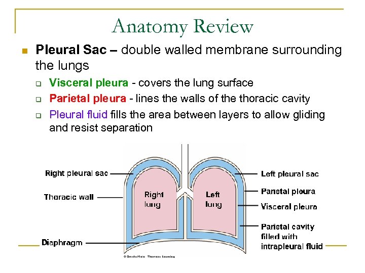 Anatomy Review n Pleural Sac – double walled membrane surrounding the lungs q q