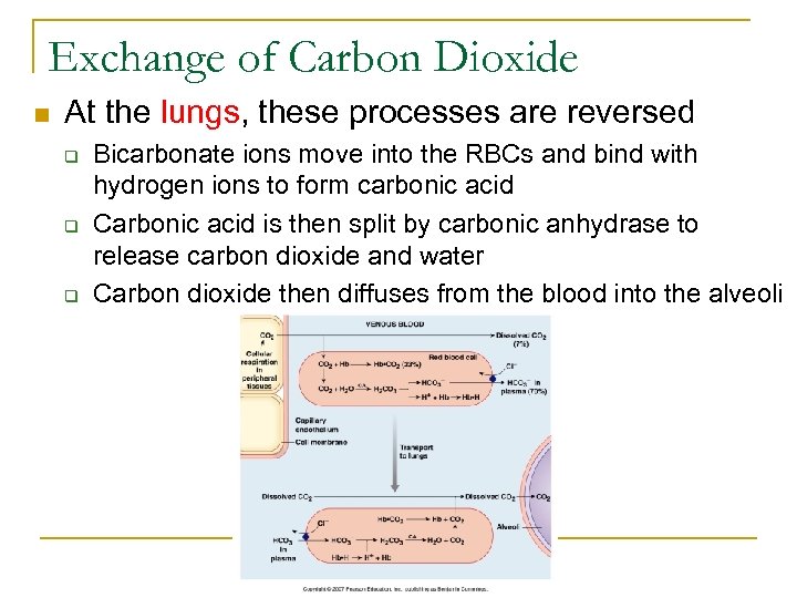 Exchange of Carbon Dioxide n At the lungs, these processes are reversed q q