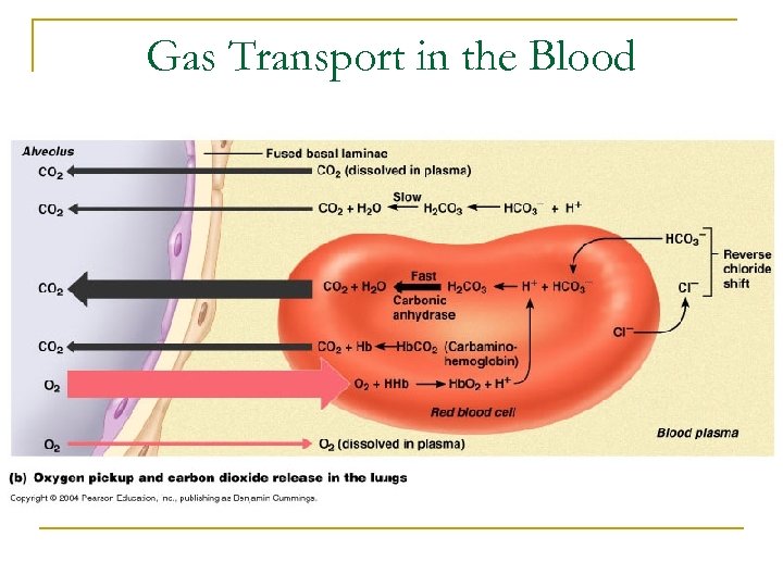 Gas Transport in the Blood 