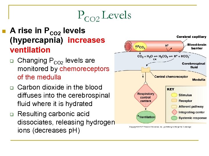 PCO 2 Levels n A rise in PCO 2 levels (hypercapnia) increases ventilation q