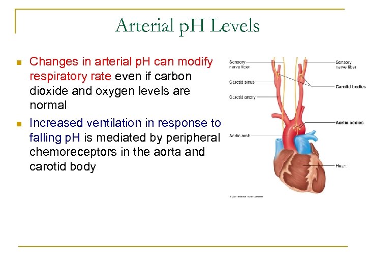 Arterial p. H Levels n n Changes in arterial p. H can modify respiratory