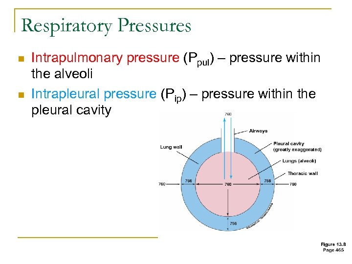 Respiratory Pressures n n Intrapulmonary pressure (Ppul) – pressure within the alveoli Intrapleural pressure