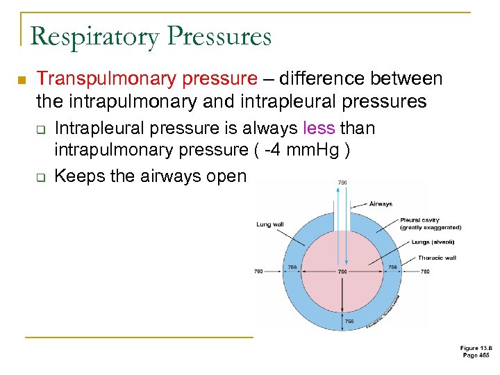 Respiratory Pressures n Transpulmonary pressure – difference between the intrapulmonary and intrapleural pressures q