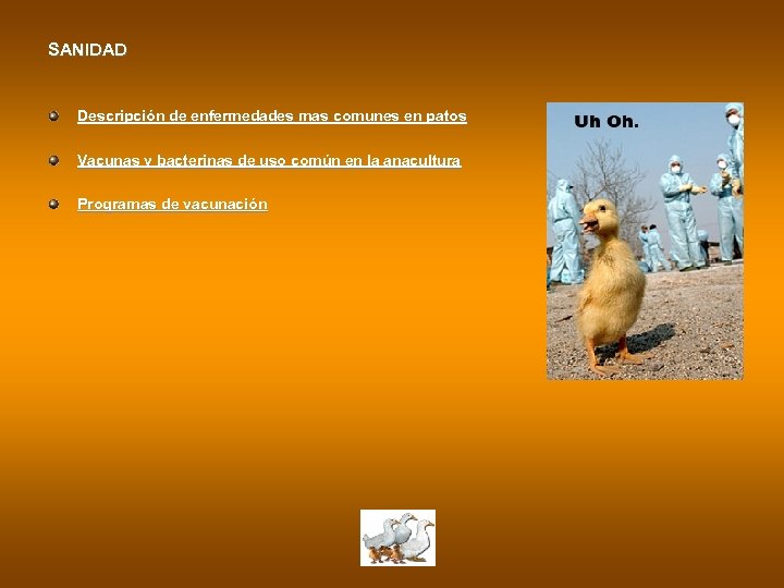 SANIDAD Descripción de enfermedades mas comunes en patos Vacunas y bacterinas de uso común