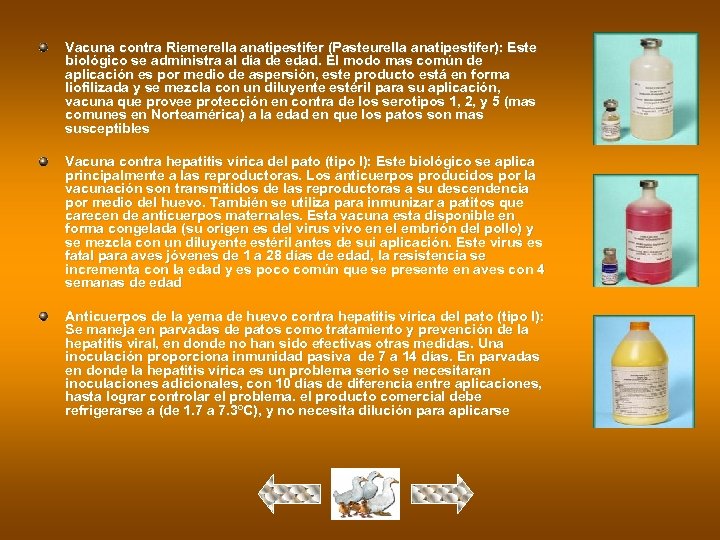 Vacuna contra Riemerella anatipestifer (Pasteurella anatipestifer): Este biológico se administra al día de edad.