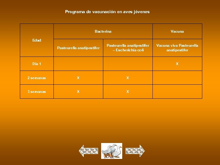 Programa de vacunación en aves jóvenes Bacterina Vacuna Edad Pasteurella anatipestifer – Escherichia coli