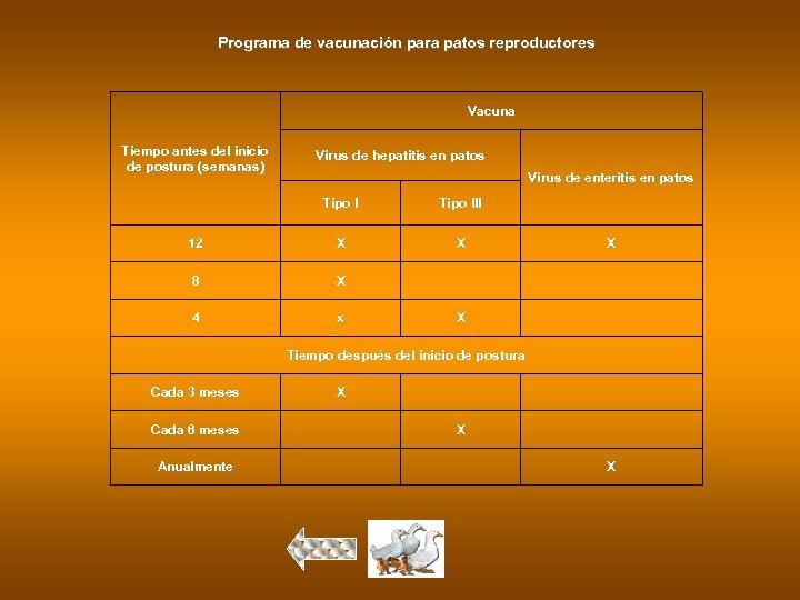 Programa de vacunación para patos reproductores Vacuna Tiempo antes del inicio de postura (semanas)