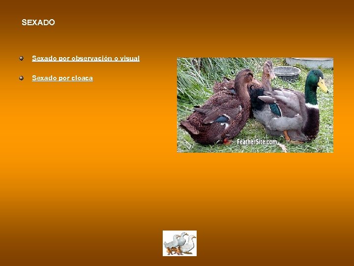 SEXADO Sexado por observación o visual Sexado por cloaca 