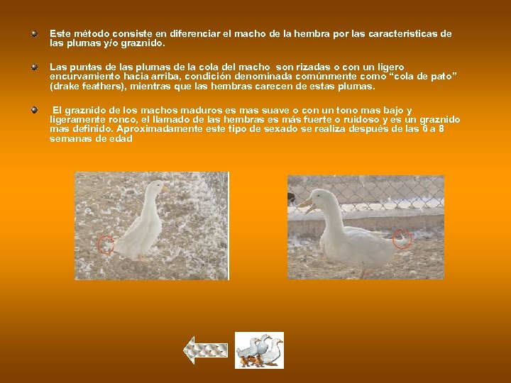 Este método consiste en diferenciar el macho de la hembra por las características de