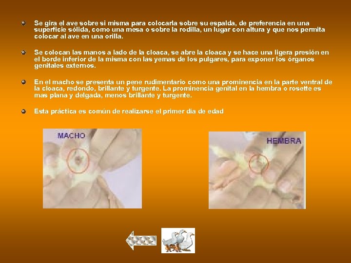 Se gira el ave sobre si misma para colocarla sobre su espalda, de preferencia