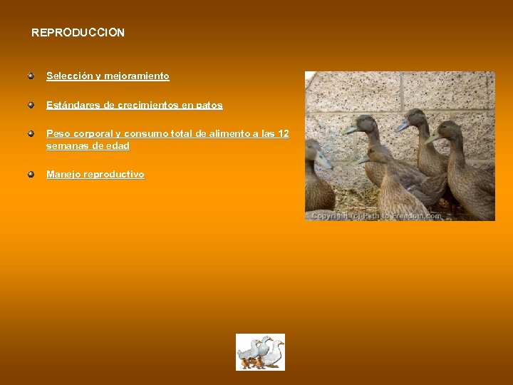 REPRODUCCION Selección y mejoramiento Estándares de crecimientos en patos Peso corporal y consumo total