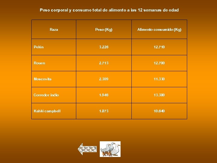Peso corporal y consumo total de alimento a las 12 semanas de edad Raza