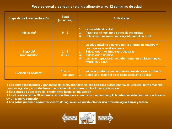 Peso corporal y consumo total de alimento a las 12 semanas de edad Etapa