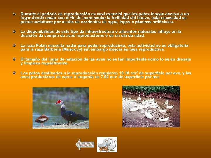 Durante el periodo de reproducción es casi esencial que los patos tengan acceso a