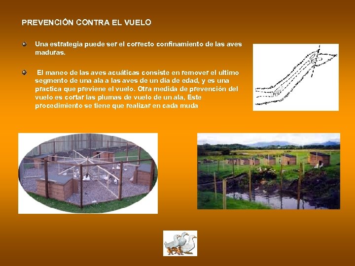 PREVENCIÓN CONTRA EL VUELO Una estrategia puede ser el correcto confinamiento de las aves