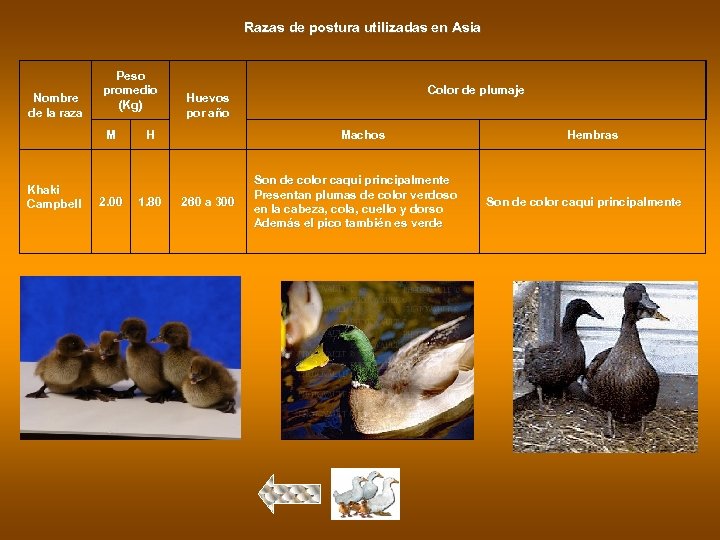 Razas de postura utilizadas en Asia Nombre de la raza Peso promedio (Kg) M