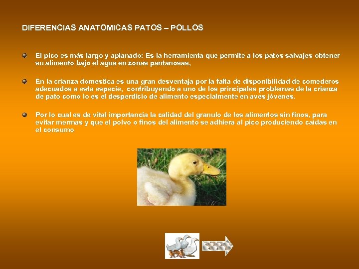DIFERENCIAS ANATOMICAS PATOS – POLLOS El pico es más largo y aplanado: Es la