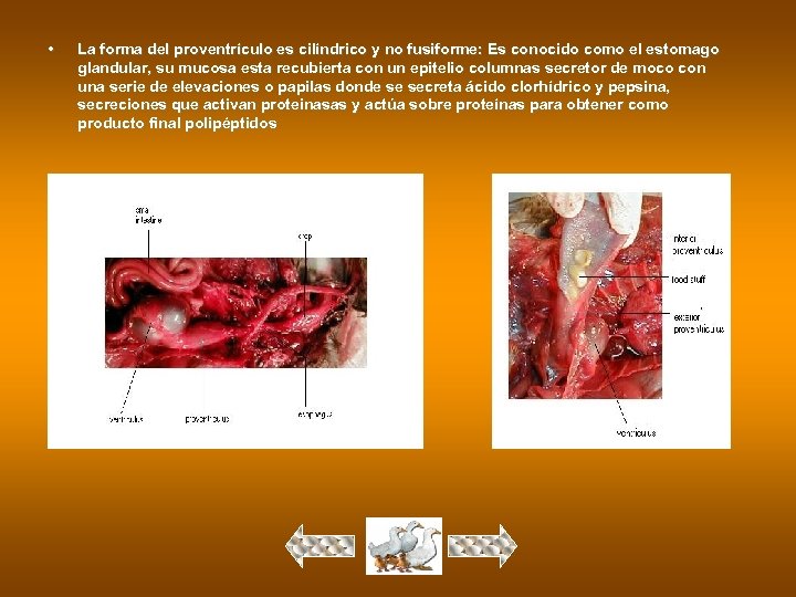  • La forma del proventrículo es cilíndrico y no fusiforme: Es conocido como