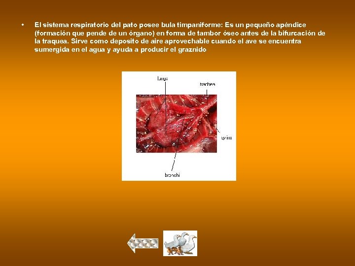  • El sistema respiratorio del pato posee bula timpaniforme: Es un pequeño apéndice