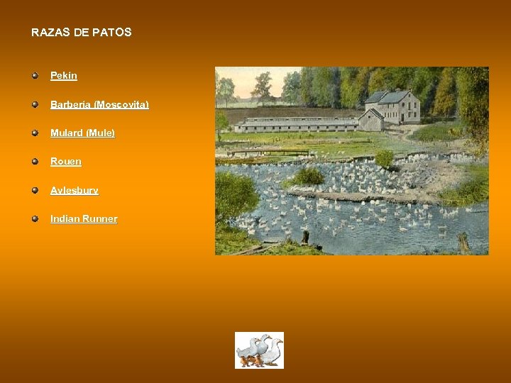 RAZAS DE PATOS Pekín Barbería (Moscovita) Mulard (Mule) Rouen Aylesbury Indian Runner 