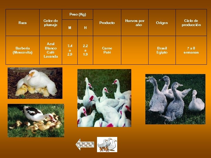 Peso (Kg) Raza Barberia (Moscovita) Color de plumaje Azul Blanco Café Lavanda Producto M