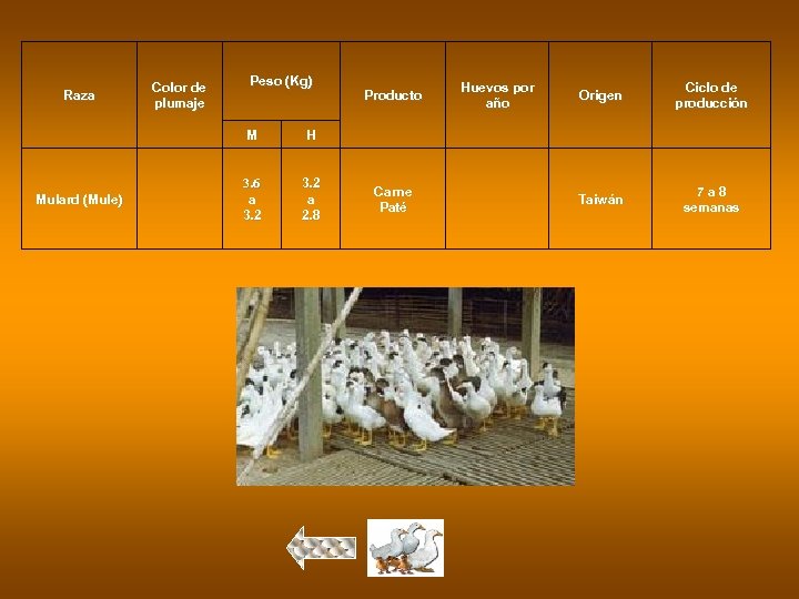 Raza Color de plumaje Peso (Kg) M Mulard (Mule) 3. 2 a 2. 8