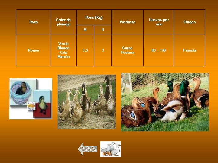 Raza Color de plumaje Peso (Kg) Producto M Rouen Verde Blanco Gris Marrón 3