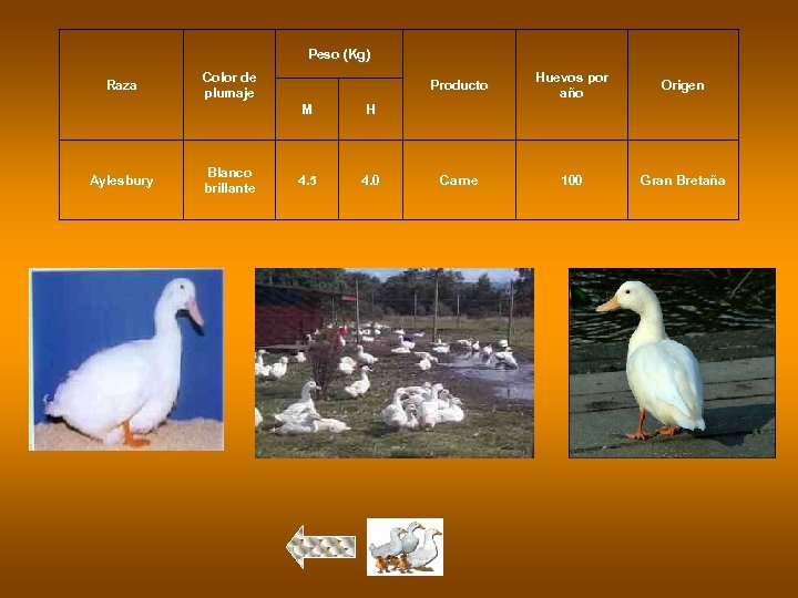 Peso (Kg) Raza Color de plumaje Producto M Aylesbury Blanco brillante 4. 0 Origen