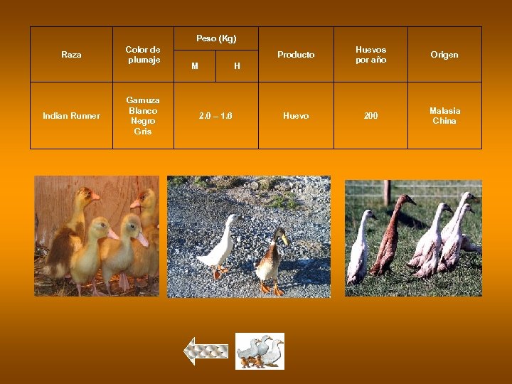 Peso (Kg) Raza Indian Runner Color de plumaje Gamuza Blanco Negro Gris Producto M