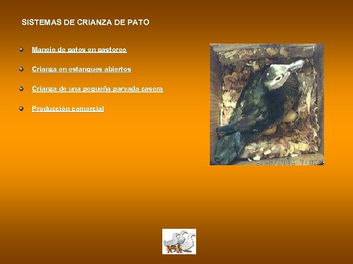 SISTEMAS DE CRIANZA DE PATO Manejo de patos en pastoreo Crianza en estanques abiertos