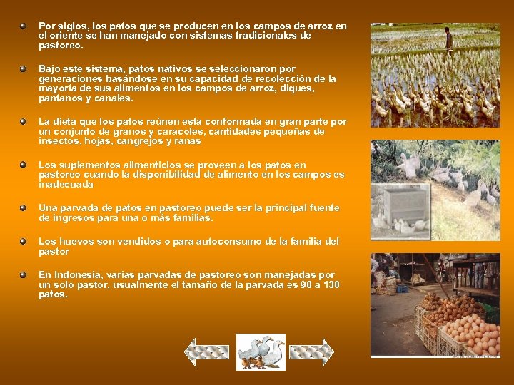 Por siglos, los patos que se producen en los campos de arroz en el