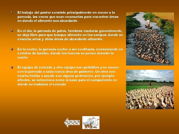 El trabajo del pastor consiste principalmente en mover a la parvada, las veces que