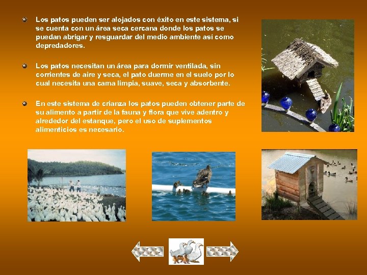 Los patos pueden ser alojados con éxito en este sistema, si se cuenta con