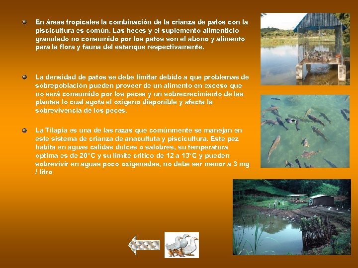 En áreas tropicales la combinación de la crianza de patos con la piscicultura es