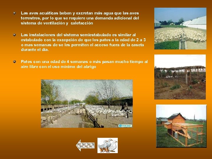 Las aves acuáticas beben y excretan más agua que las aves terrestres, por lo