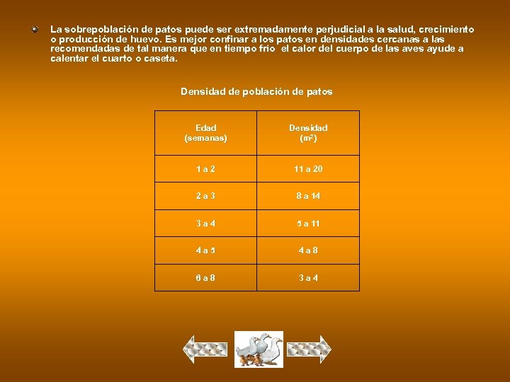 La sobrepoblación de patos puede ser extremadamente perjudicial a la salud, crecimiento o producción