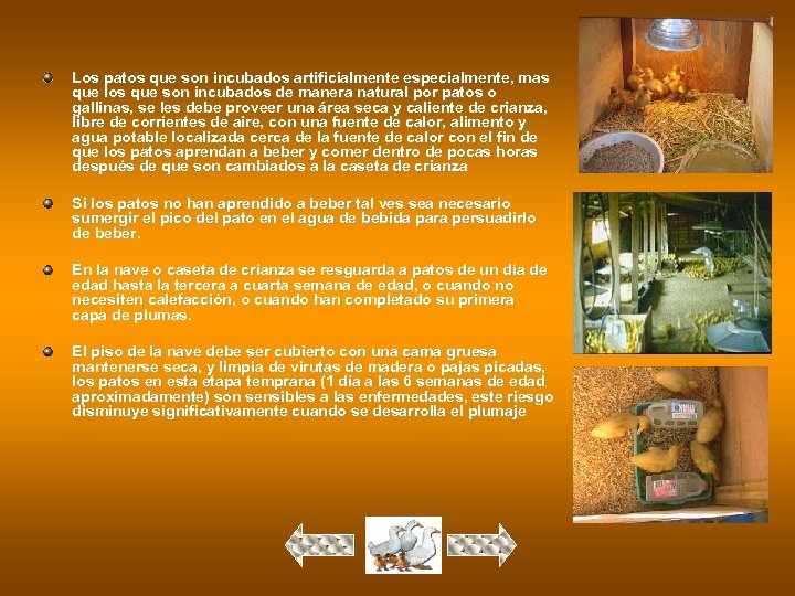 Los patos que son incubados artificialmente especialmente, mas que los que son incubados de