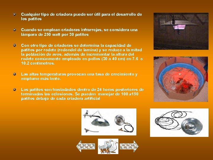 Cualquier tipo de criadora puede ser útil para el desarrollo de los patitos Cuando