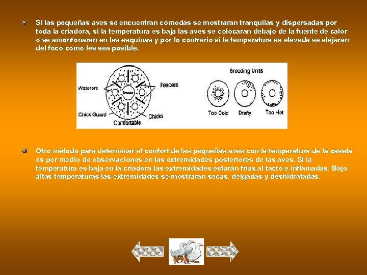 Si las pequeñas aves se encuentran cómodas se mostraran tranquilas y dispersadas por toda