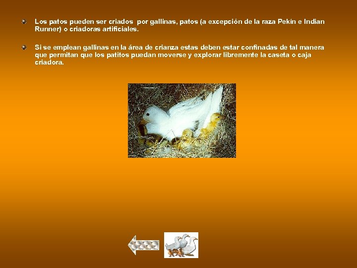 Los patos pueden ser criados por gallinas, patos (a excepción de la raza Pekín
