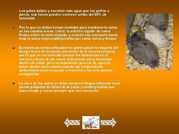 Los patos beben y excretan más agua que los pollos o pavos, sus heces