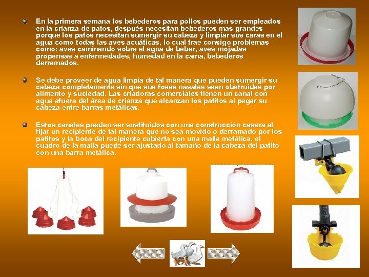 En la primera semana los bebederos para pollos pueden ser empleados en la crianza