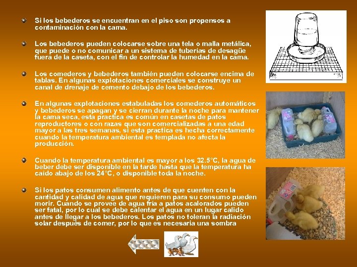 Si los bebederos se encuentran en el piso son propensos a contaminación con la