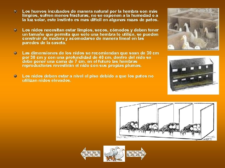 Los huevos incubados de manera natural por la hembra son más limpios, sufren menos