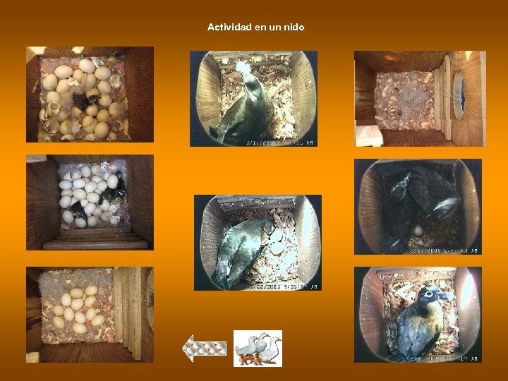 Actividad en un nido 
